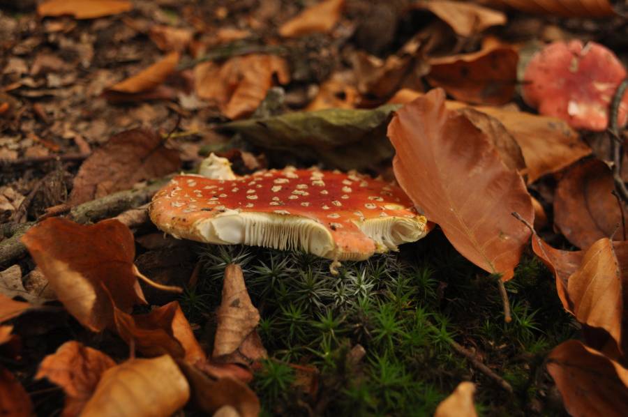 Natuur