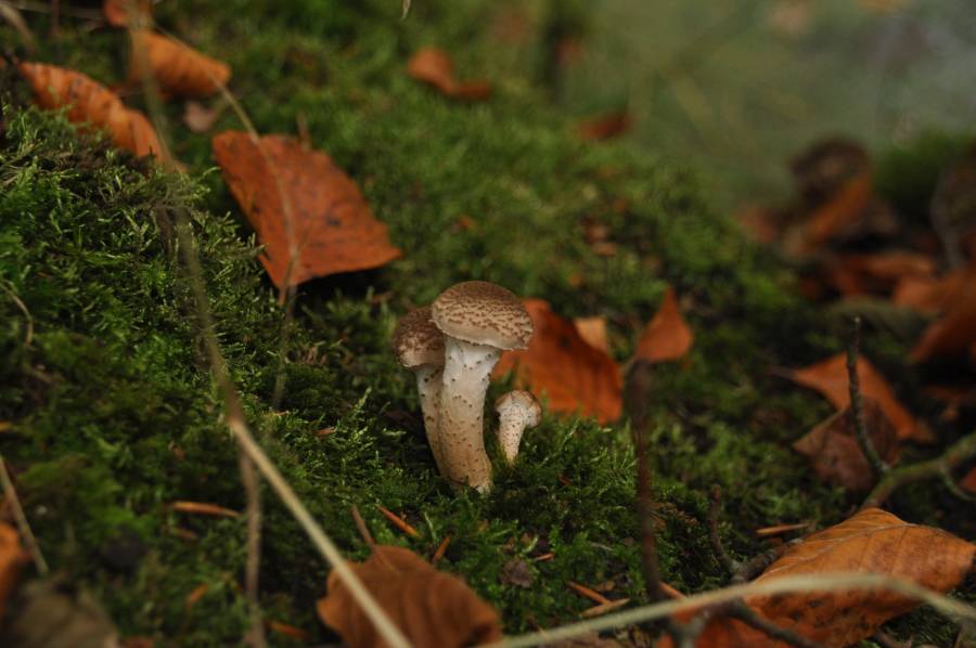 Natuur