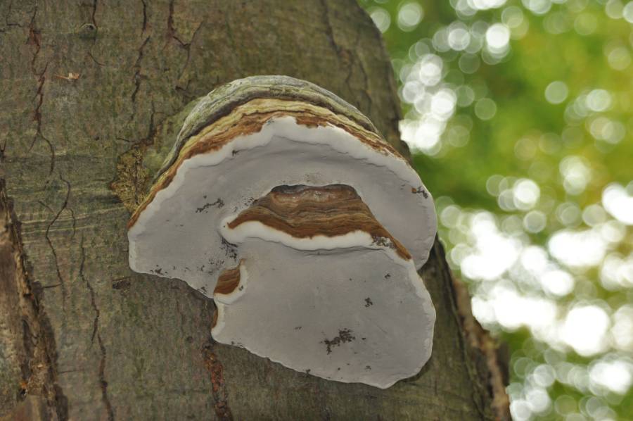 Natuur