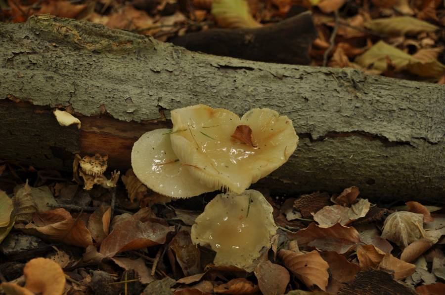 Natuur