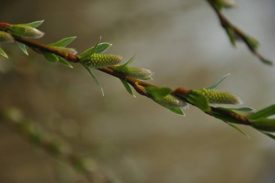 Natuur