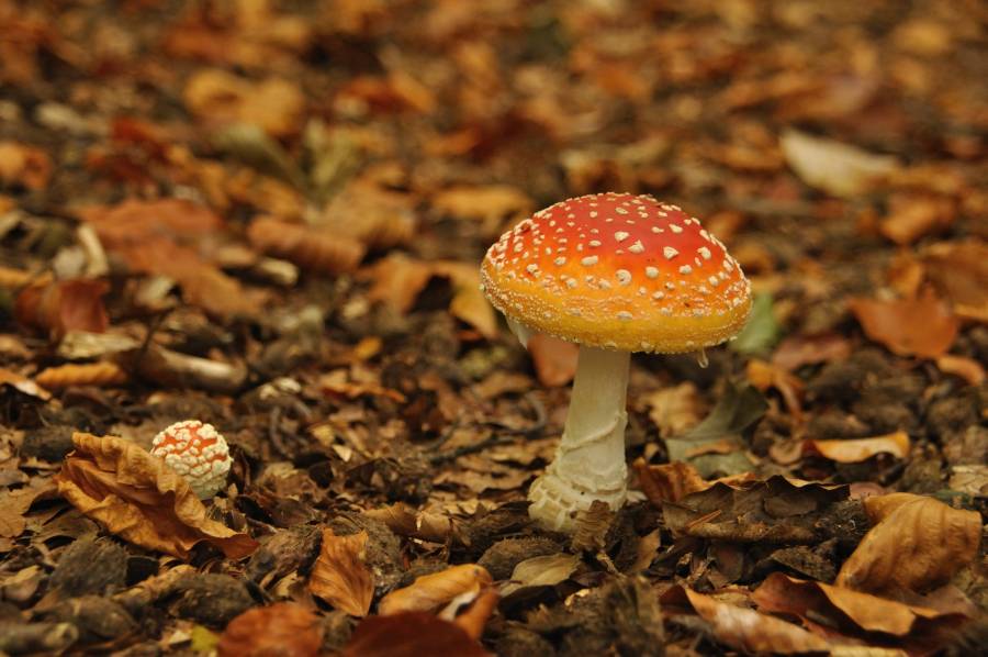 Natuur
